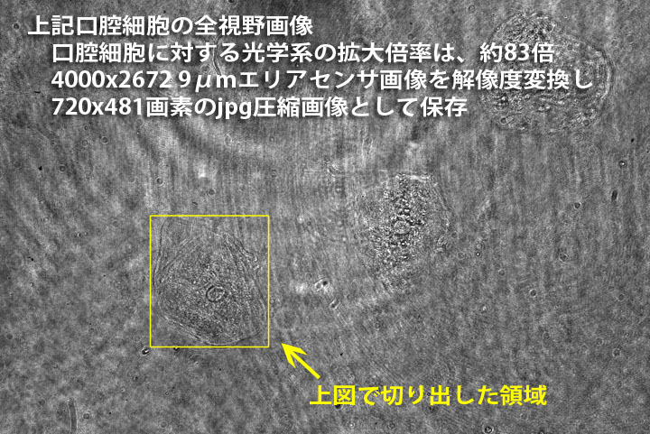 口腔上皮細胞の全視野画像