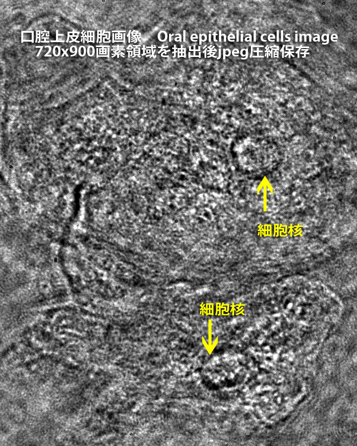 口腔上皮細胞の画像