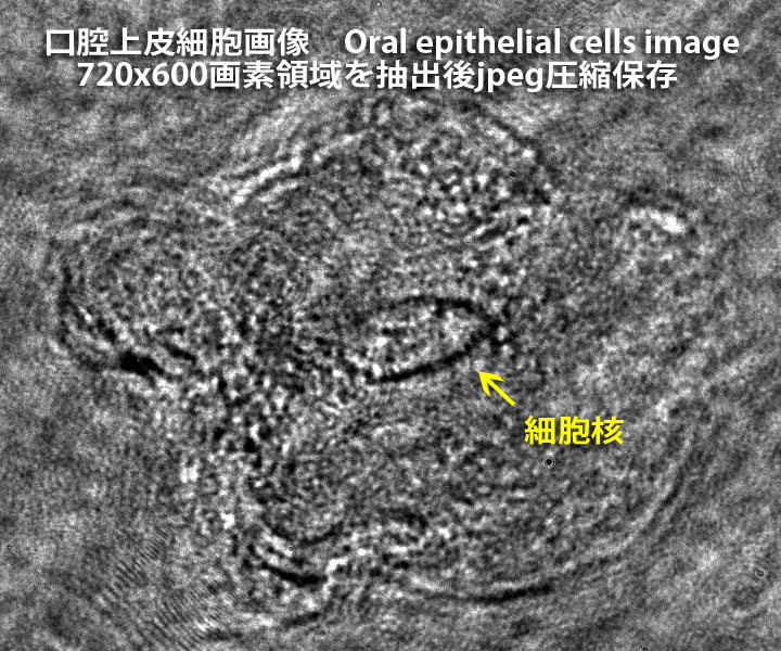 口腔上皮細胞の画像