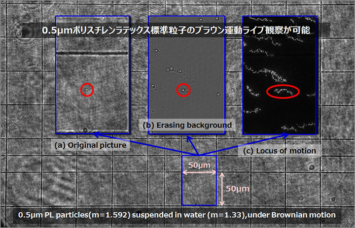 0.5μmポリスチレンラテックス標準粒子のブラウン運動をとらえた画像